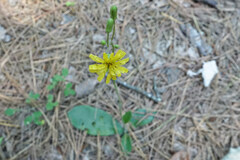 Hieracium