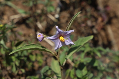 Leptostemonum