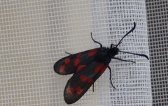 Zygaena