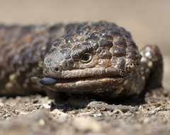 Tiliqua rugosa