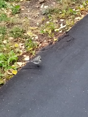 Motacilla alba