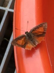 Deudorix epijarbas menesicles