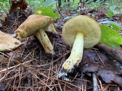 Hemileccinum