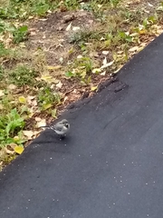 Motacilla alba