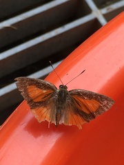 Deudorix epijarbas menesicles