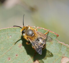 Trichocolletes