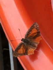 Deudorix epijarbas menesicles