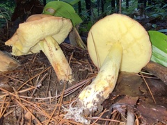 Hemileccinum