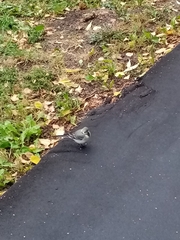Motacilla alba