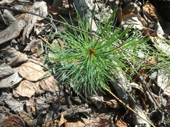Pinus pumila