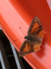 Deudorix epijarbas menesicles