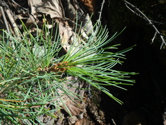 Pinus pumila