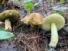 Hemileccinum