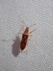 Belonochilus numenius