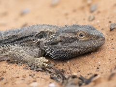 Pogona vitticeps