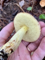 Hemileccinum