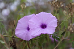 Ipomoea cairica