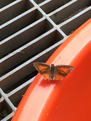 Deudorix epijarbas menesicles