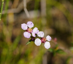 Euryomyrtus ramosissima