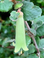 Correa reflexa reflexa