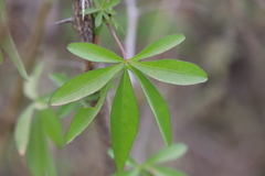 Ipomoea cairica