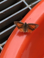 Deudorix epijarbas menesicles