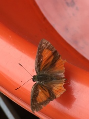 Deudorix epijarbas menesicles