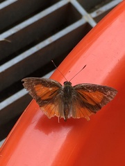 Deudorix epijarbas menesicles