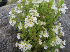 Euphrasia insignis