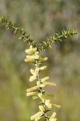 Acacia oxycedrus
