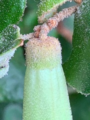 Correa reflexa reflexa