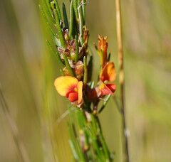 Dillwynia sericea