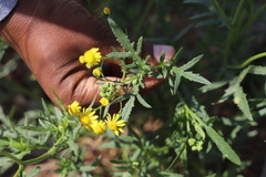 Senecio madagascariensis