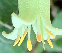 Correa reflexa reflexa