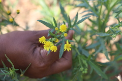 Senecio madagascariensis