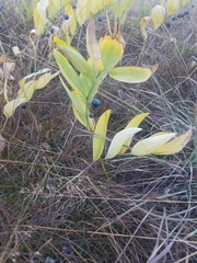Polygonatum odoratum