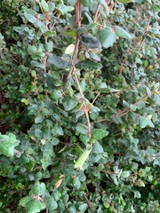 Correa reflexa reflexa