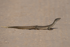 Varanus gouldii