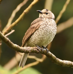 Sericulus chrysocephalus