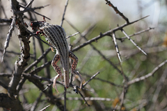 Acanthodactylus erythrurus