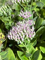 Hylotelephium spectabile