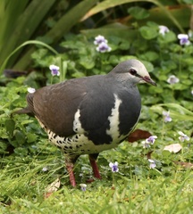 Leucosarcia melanoleuca