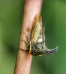 Membracidae