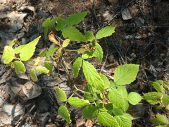 Rubus sachalinensis