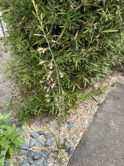 Eulophia graminea