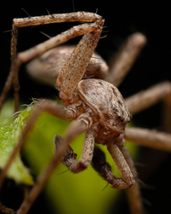Philodromus aureolus