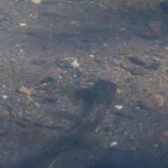 Siluriformes