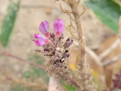 Uraria crinita