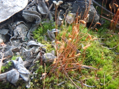 Funaria hygrometrica