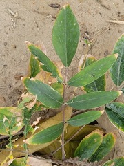 Uraria crinita